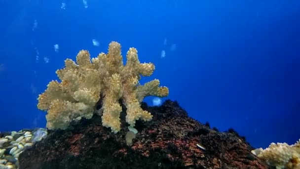 Белый Коралл Аквариуме Пузырьками — стоковое видео