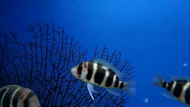 Різнокольорова Акваріумна Риба Невідомої Породи — стокове відео