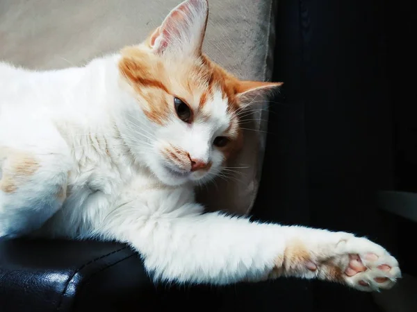 Πορτρέτο Μιας Κόκκινης Γάτας Ξαπλωμένης Καναπέ — Φωτογραφία Αρχείου