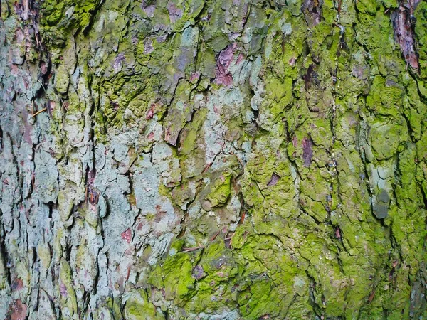 Zielony Pęknięty Płaski Drzewo Kora — Zdjęcie stockowe