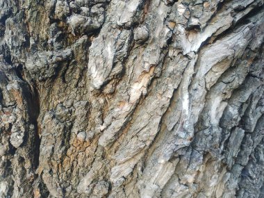 Yaşlı bir ağaç dokulu kabuğu