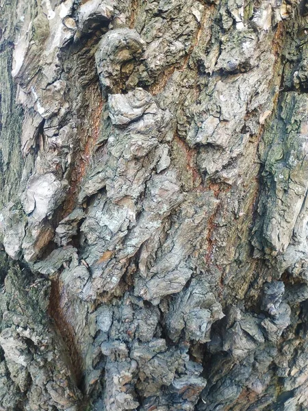纹理的一棵老树的树皮 — 图库照片