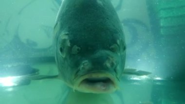 Akvaryumdaki canlı balıklar ağzını açar.