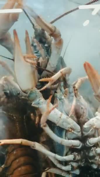 Écrevisses Vivantes Dans Aquarium Tirer Les Griffes Vers Haut — Video