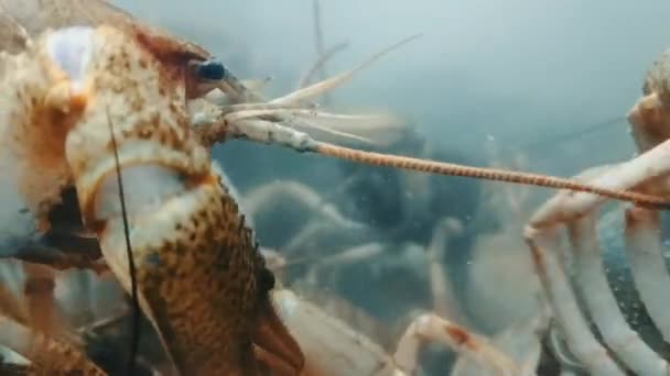 Lebendkrebs Aquarium Rührt Einen Schnurrbart — Stockvideo