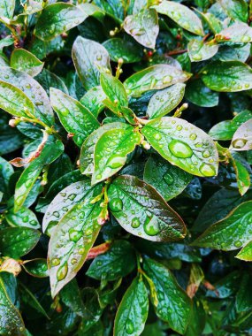 Yaşayan yaprakların dikey arkaplanı