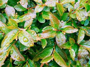 Yaşayan yaprakların çiçekli arkaplanı