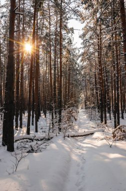 Sabah kış dağ yamacında ağaçlarla peyzaj.