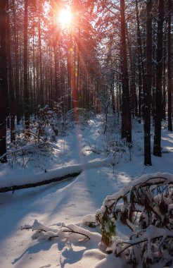 Sabah kış dağ yamacında ağaçlarla peyzaj.