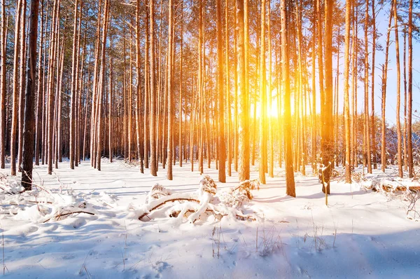 Πρωί Χειμερινό βουνό τοπίο με τα δέντρα στην πλαγιά. — Φωτογραφία Αρχείου