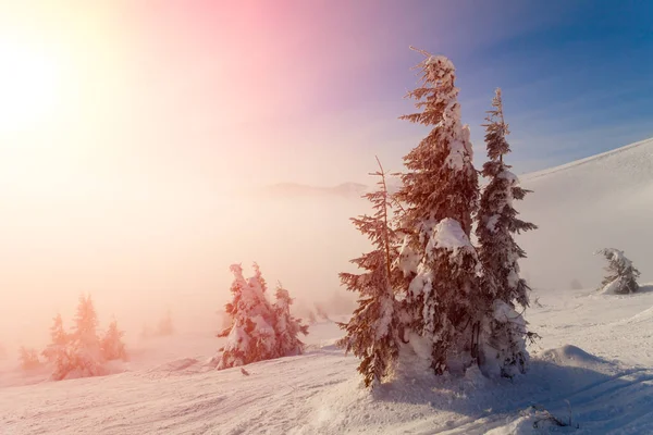 Fantástico paisaje resplandeciente por la luz del sol. Parque natural. Cárpatos, Ucrania, Europa. Mundo de belleza. Feliz Año Nuevo —  Fotos de Stock