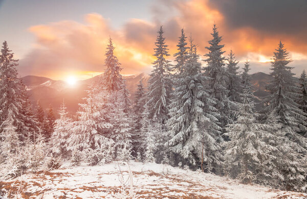 Fantastic landscape glowing by sunlight. Natural park. Carpathian, Ukraine, Europe. Beauty world. Happy New Year