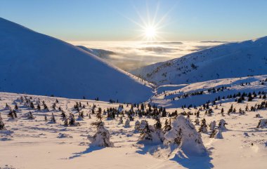 Kış dağ ağaçta snovy.