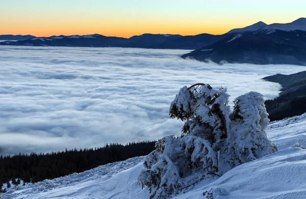 Árvores snovy em montanhas do inverno . — Fotografia de Stock