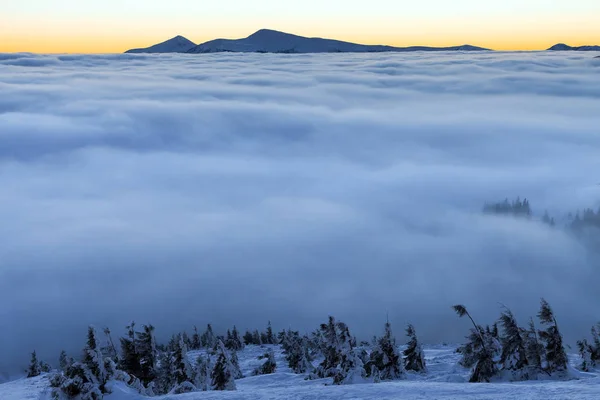 Arbres de novy sur les montagnes d'hiver . — Photo