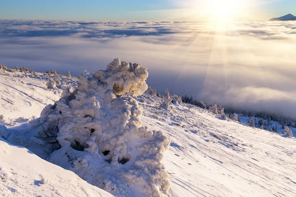 Зимний пейзаж Карпат, горы Европы, удивительный мир . — стоковое фото