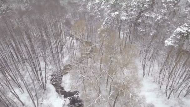 Anteni: Kışın karlı çam ormanı üzerinde uçuş düşük. — Stok video