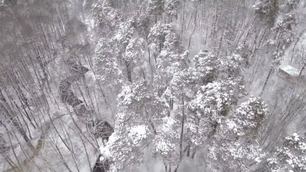 Antenn: Lågt flygning över snöiga granskog på vintern. — Stockvideo