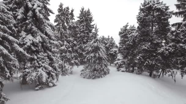 Antenn: Lågt flygning över snöiga granskog på vintern. — Stockvideo