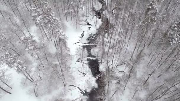 Flug über den Winterwald im Norden, Luftaufnahme — Stockvideo