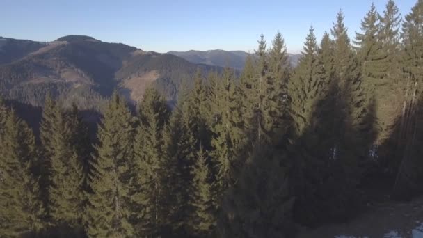 Un meraviglioso volo verso la bellissima foresta tra le montagne dell'Ucraina — Video Stock