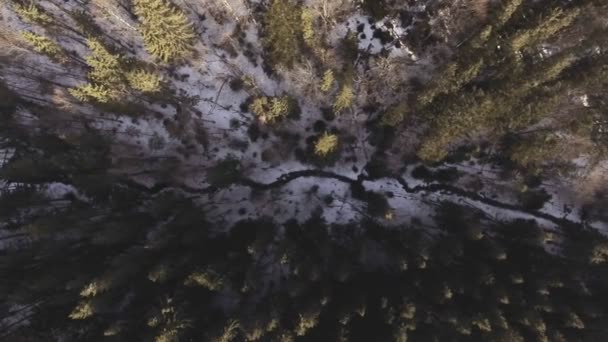 Bosque denso de coníferas vista superior fotografía aérea - un denso bosque de pinos y abetos — Vídeos de Stock