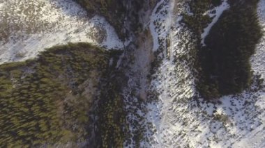 Yoğun iğne yapraklı orman üstten görünüm hava fotoğrafçılığı - çam ve köknar, sık çam ormanı