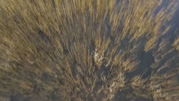 低川の上を飛んでします。航空写真ビュー — ストック動画