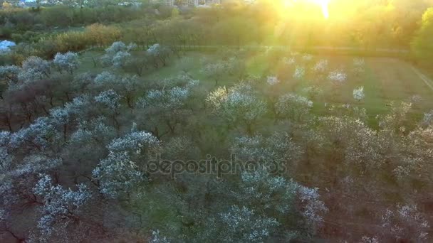 Hermoso fondo de árboles de primavera. Vista aérea. sobrevuela. Bosque arbolado. primavera. — Vídeos de Stock