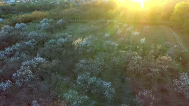 Hermoso fondo de árboles de primavera. Vista aérea. sobrevuela. Bosque arbolado. primavera. — Vídeos de Stock