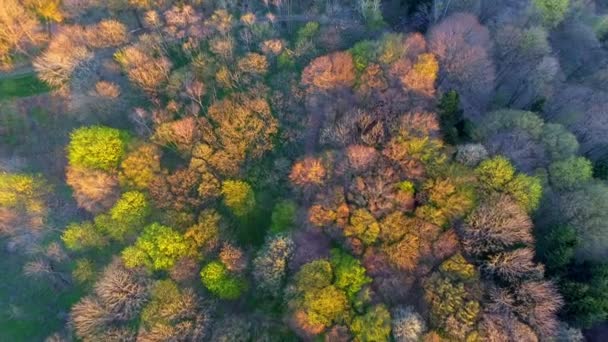 Vista aerea. Sorvolando i bellissimi alberi della foresta. Fotocamera aerea scattata. Paesaggio . — Video Stock