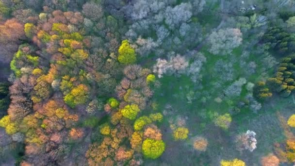 Vista aérea. Volando sobre los hermosos árboles del bosque. Cámara aérea grabada. Paisaje . — Vídeos de Stock