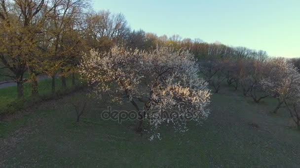 Krásný jarní stromy pozadí. Letecký pohled. letět nad. Forest lesní strom. Jarní čas — Stock video