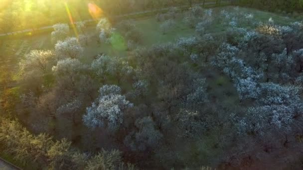 美しい春の木の背景。空撮。上空を飛ぶ。林森木。春 — ストック動画