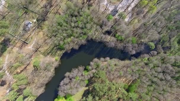 4 k hava dron görüntüleri ormanlık ahşap ağaç orman park doğa açık yukarıda — Stok video