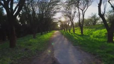 Orman ağaçları. uçan yalak orman. ağaçlar siluet. işaret fişeği günbatımı güneş. doğa.