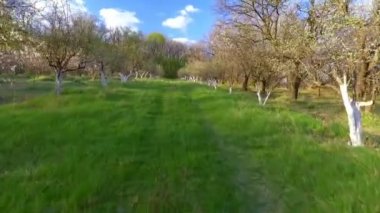 Orman ağaçları. uçan yalak orman. ağaçlar siluet. işaret fişeği günbatımı güneş. doğa.