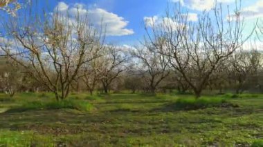 Kiraz çiçeği ağaç üzerinde kamera uçuş. Meyve bahçesinde bahar manzara. Sanayi ve tarım.