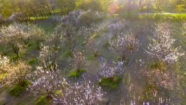 Bahar ağaçlarda. güneş ışığı. uçan. Havadan görünümü. — Stok video