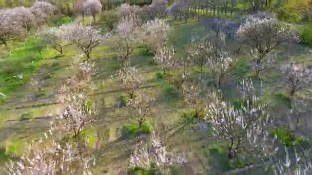 Kamera repülés alatt cherry blossom tree. Gyümölcsös, tavaszi táj. Ipar és a mezőgazdaság. — Stock videók