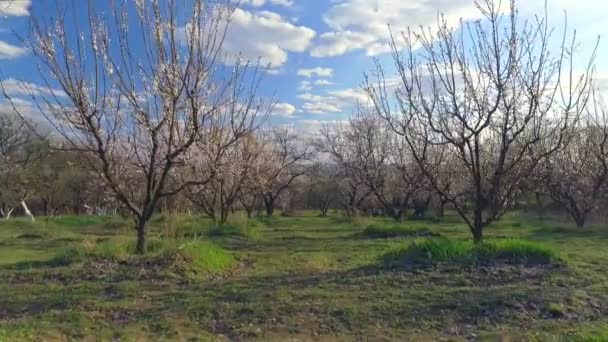 Bahar ağaçlarda. güneş ışığı. uçan. Havadan görünümü. — Stok video