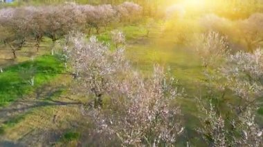 Kiraz çiçeği ağaç üzerinde kamera uçuş. Meyve bahçesinde bahar manzara.