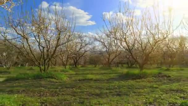 Bahar ağaçlarda. güneş ışığı. uçan. Havadan görünümü. — Stok video