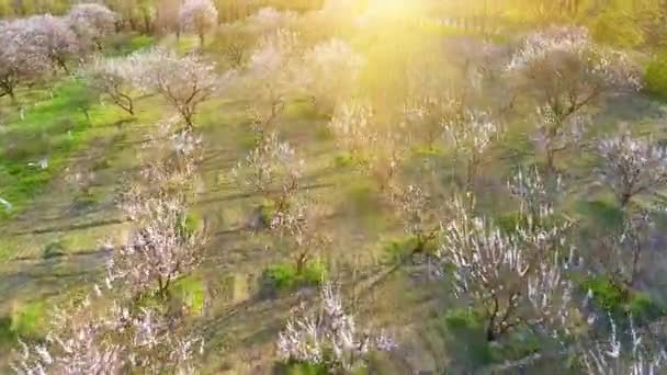 Alberi in primavera. luce del sole. Volare. vista aerea . — Video Stock