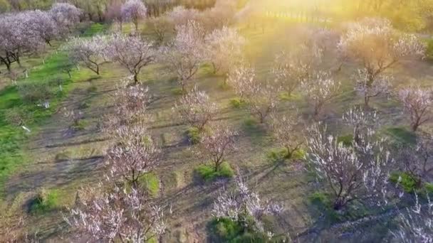 Дерева у весняний час. сонячне світло. політ. вид з повітря . — стокове відео