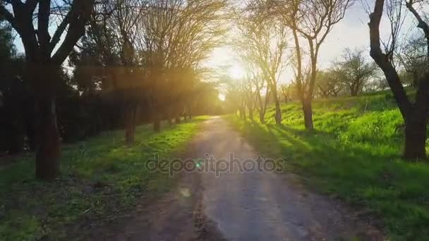 Alberi della foresta. volando attraverso la foresta. silhouette degli alberi. tramonto di bagliore del sole. natura . — Video Stock