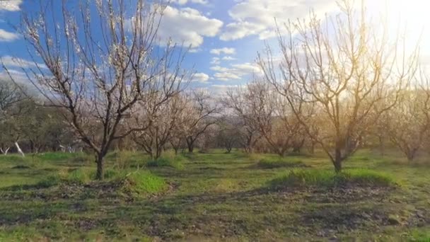Voo de câmera sobre árvore flor de cereja. Pomar na paisagem de primavera . — Vídeo de Stock