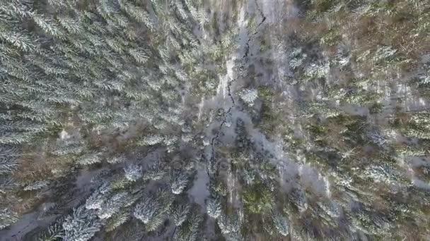 4K. Vuelo sobre bosque de invierno, vista aérea, Ucrania — Vídeo de stock