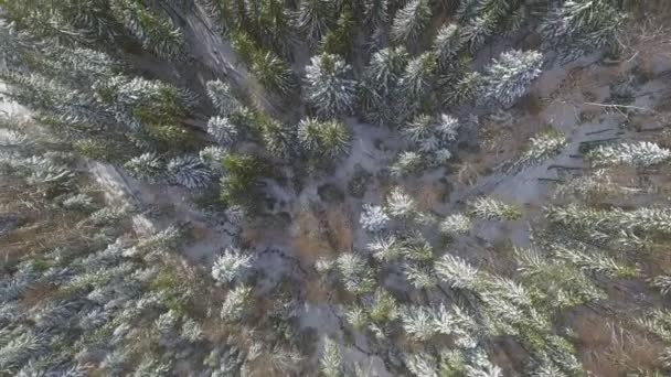 Voo acima da floresta de inverno, vista aérea superior, Ucrânia — Vídeo de Stock