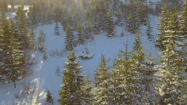 Flygfoto. Vacker snö landskap. Flyga över träd täckta med snö. — Stockvideo